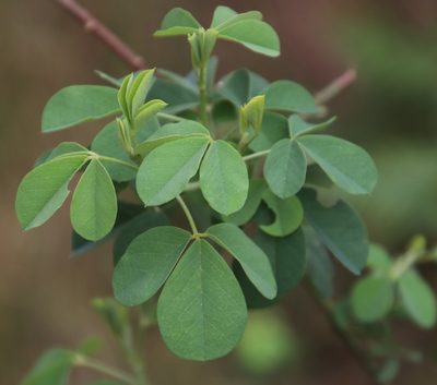 Hypocalyptus oxalidifolius, photographed by Tony Rebelo