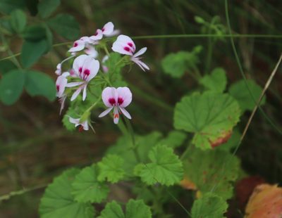 Pelargonium greytonense, photographed by Tony Rebelo