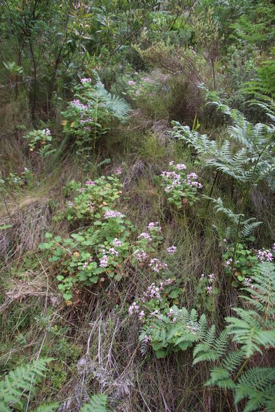 Pelargonium greytonense, photographed by Tony Rebelo