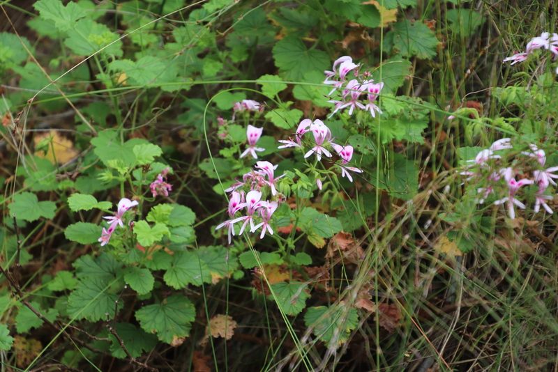 Pelargonium greytonense, photographed by Tony Rebelo