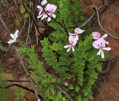 Pelargonium hermanniifolium, photographed by Tony Rebelo