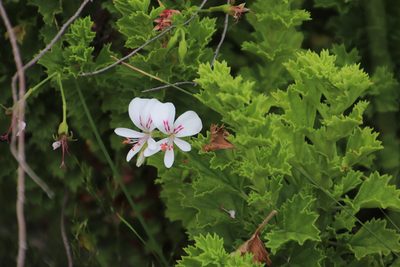 Pelargonium hermanniifolium, photographed by Tony Rebelo