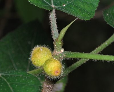 Ficus simplicissima, photographed by portioid