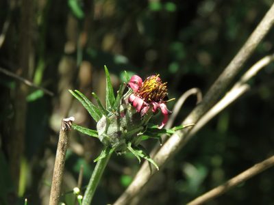 Mutisia coccinea, photographed by Gustavo Puente