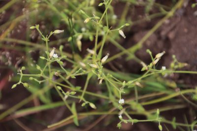 Cerastium capense, photographed by Tony Rebelo