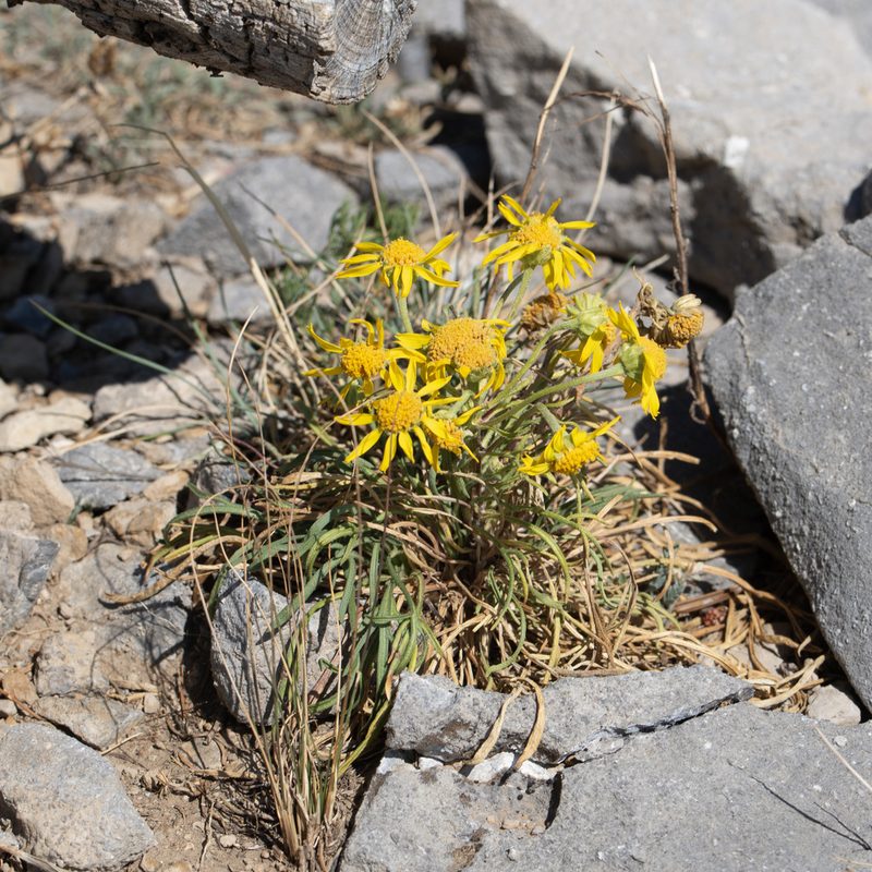 Hymenoxys cooperi, photographed by Dominic Gentilcore
