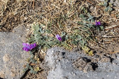 Oxytropis oreophila, photographed by Dominic Gentilcore