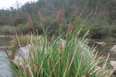 Carex polyantha, photographed by Linda Groom