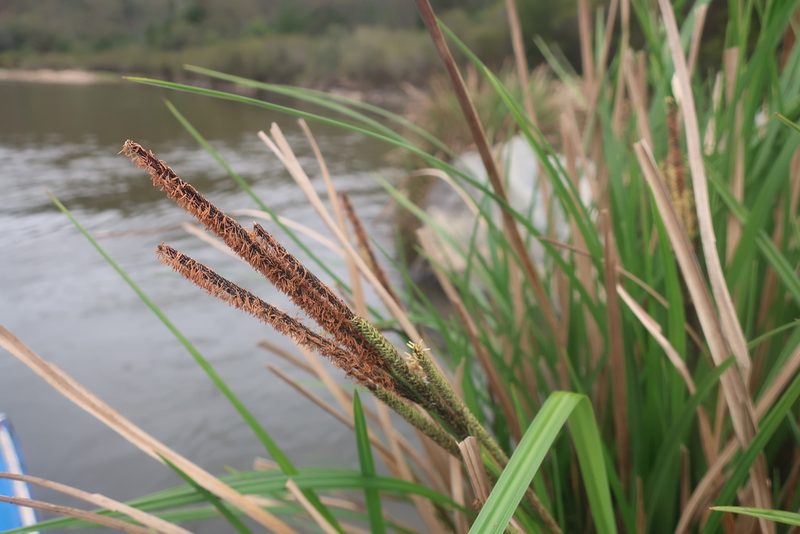 Carex polyantha, photographed by Linda Groom