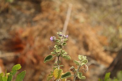 Mesosphaerum perbullatum, photographed by Andrés Ramírez-Barrera