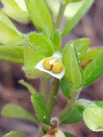 Scutellaria multiglandulosa, photographed by Alex Abair