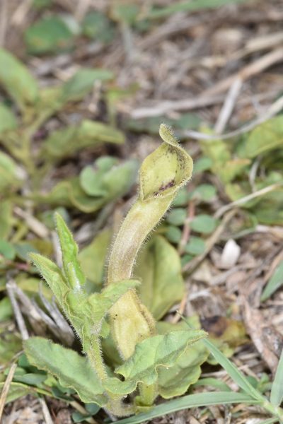 Aristolochia stuckertii, photographed by aacocucci