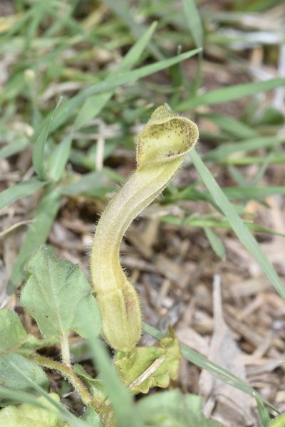 Aristolochia stuckertii, photographed by aacocucci