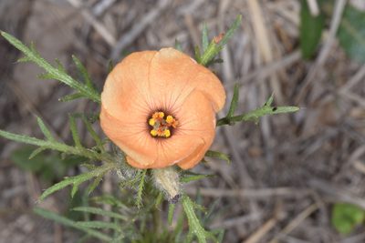 Turnera sidoides, photographed by aacocucci