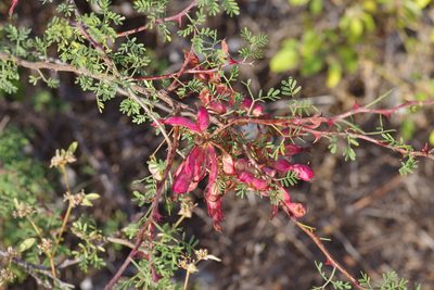 Mimosa texana, photographed by Michelle W. （鍾偉瑋）