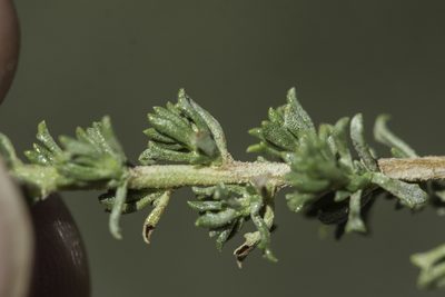 Baccharis pteronioides, photographed by Craig Martin
