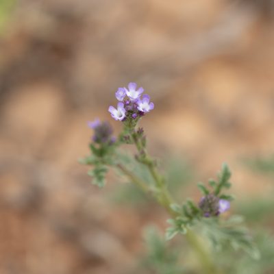 Verbena supina, photographed by Kym Nicolson