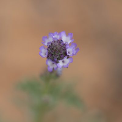 Verbena supina, photographed by Kym Nicolson