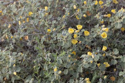 Abutilon halophilum, photographed by Kym Nicolson