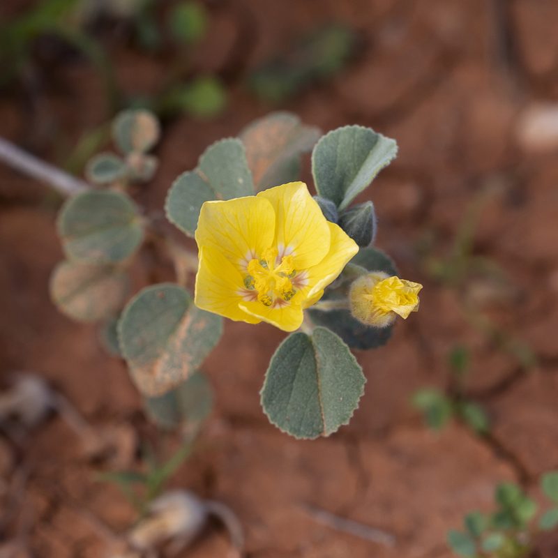 Abutilon halophilum, photographed by Kym Nicolson