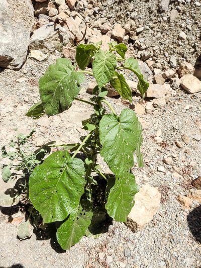 Solanum abutiloides, photographed by Naturalist Tours
