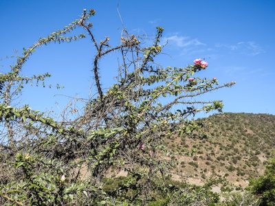 Pereskia sacharosa, photographed by Naturalist Tours
