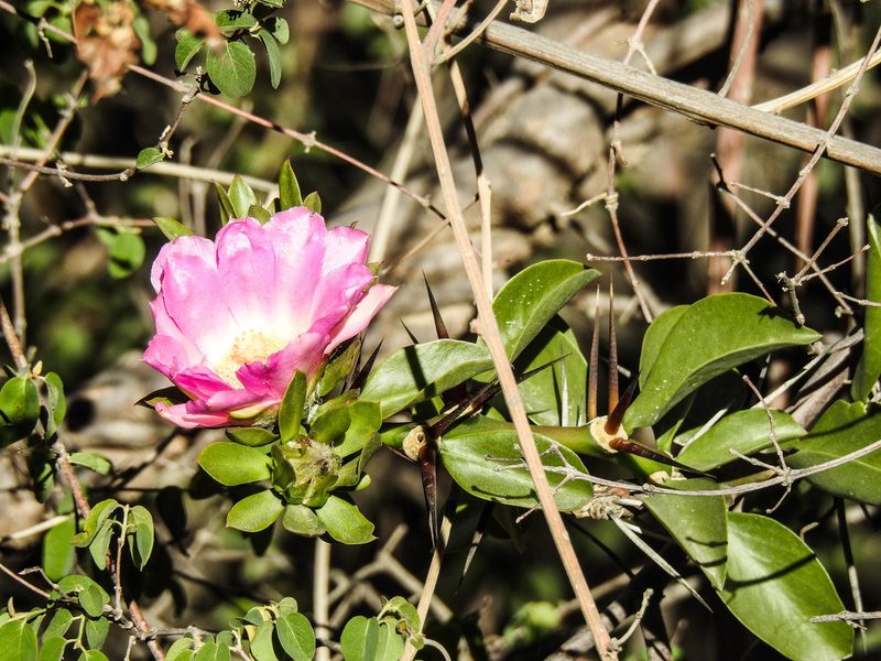 Pereskia sacharosa, photographed by Naturalist Tours