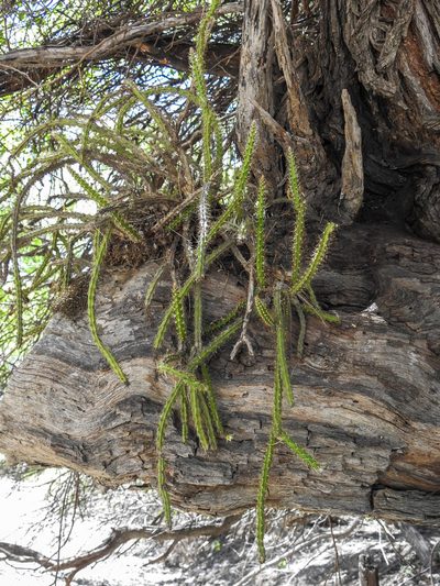 Pfeiffera ianthothele, photographed by Naturalist Tours