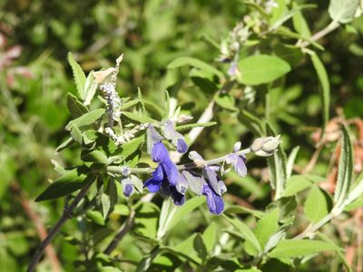 Salvia retinervia, photographed by Naturalist Tours