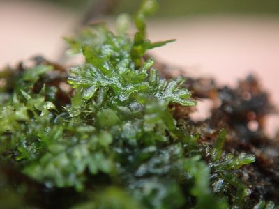 Riccardia chamedryfolia, photographed by Randal