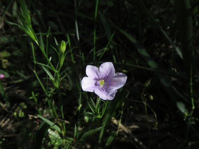 Nierembergia aristata, photographed by Gustavo Puente