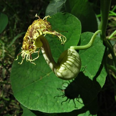 Aristolochia fimbriata, photographed by Gustavo Puente