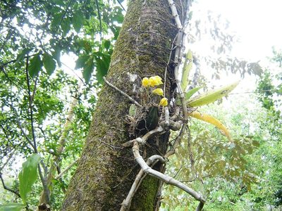 Lycaste consobrina, photographed by Claudia Ramírez