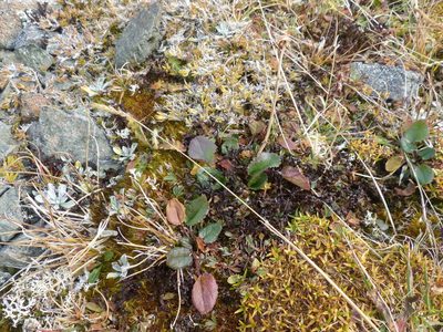 Packera pauciflora, photographed by J Straka