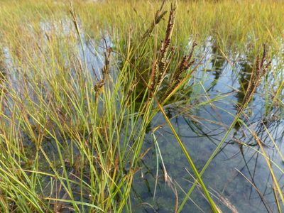 Carex aquatilis, photographed by J Straka