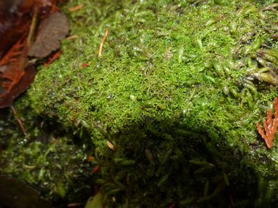 Riccardia chamedryfolia, photographed by J Straka