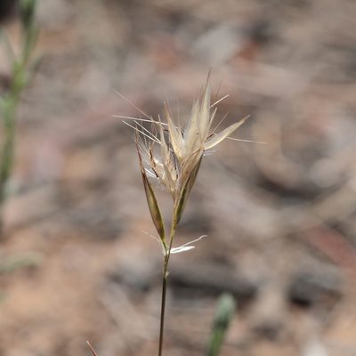 Rytidosperma caespitosum, photographed by Kym Nicolson