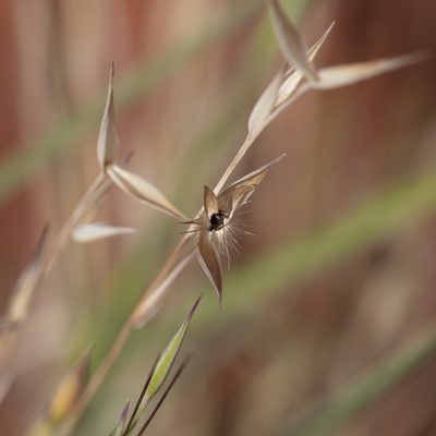 Monachather paradoxus, photographed by Kym Nicolson
