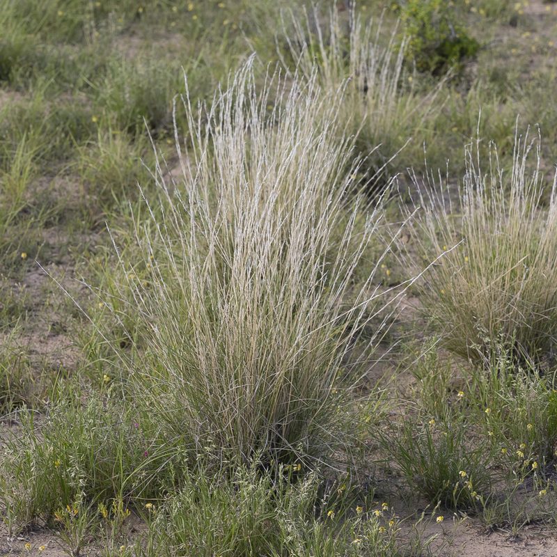 Aristida nitidula, photographed by Kym Nicolson