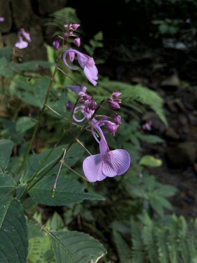 Impatiens maculata, photographed by Divya Mudappa