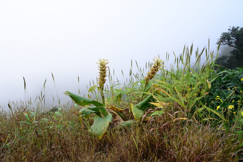 Curcuma caulina, photographed by S.MORE