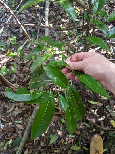 Cryptocarya sclerophylla, photographed by Nick Swanson