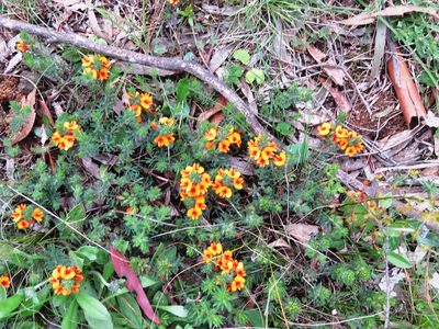 Pultenaea humilis, photographed by Elspeth Swan