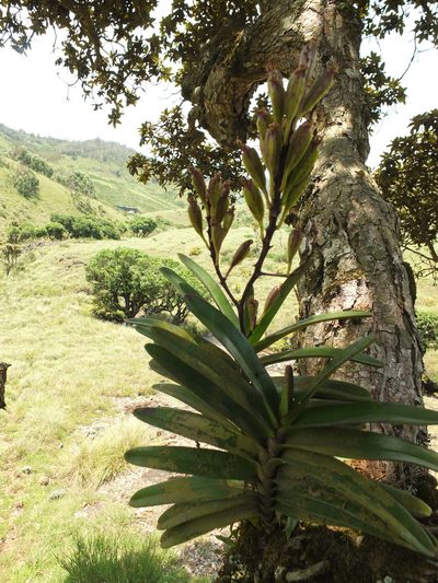 Aerides ringens, photographed by Siddarth Machado