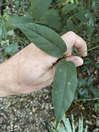 Parsonsia ventricosa, photographed by Greg Tasney