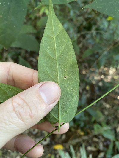 Parsonsia ventricosa, photographed by Greg Tasney