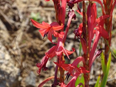 Watsonia gladioloides, photographed by Shaun Swanepoel