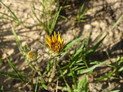 Gazania linearis, photographed by Shaun Swanepoel