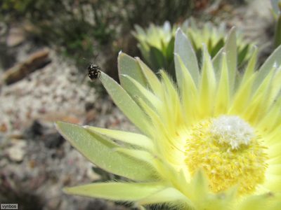 Leucadendron bonum, photographed by Chris Vynbos