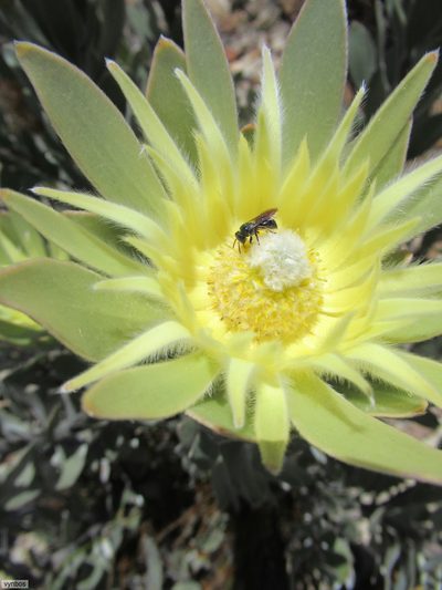 Leucadendron bonum, photographed by Chris Vynbos